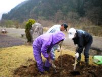 自治会による方須の桜並木植栽