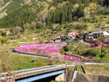 亀尾島地区の芝桜1