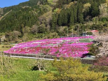 亀尾島地区の芝桜2