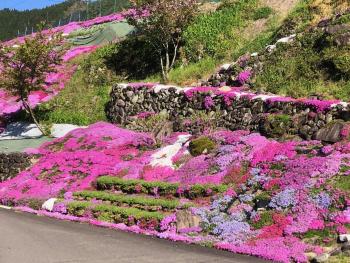 亀尾島地区の芝桜3