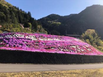亀尾島地区の芝桜4