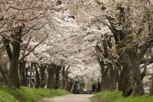 明建神社の桜並木.jpg