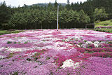 国田家の芝桜