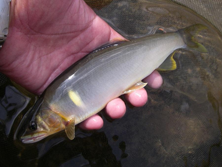 釣物【アラ(クエ)】熟成中,０℃～２℃で保管中,魚介類販売業認可済,漁協準組合員,漁船登録済,冷蔵品いつでも１円スタート,一魚一味,No.307　魚介類