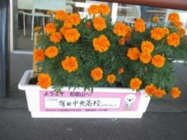 視察会場鉢植え