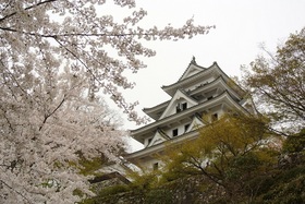 郡上八幡城【春_桜】